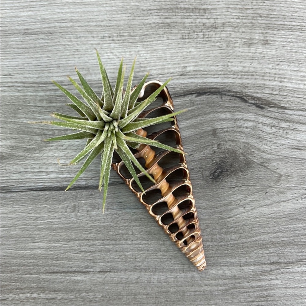 🌿Air Plant In A Shell🌿 - Picture 2 of 8